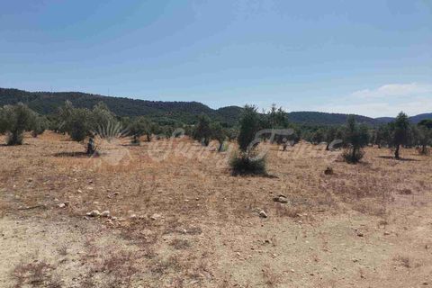 Helårsgrund i Biar, Alicante, Biar - € 27.500 | Ref: SF0511 - foto 3